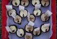 The snack you can eat between meals without ruining your appetite
