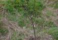 Newly planted spindle tree
