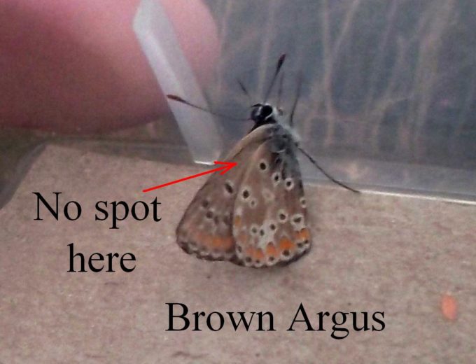 brown-argus-underside