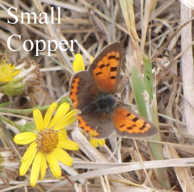 small-copper-1